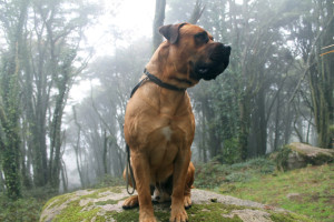 Boerboel