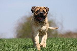 Bullmastiff