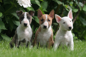 Bullterrier