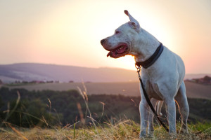 Dogo argentino