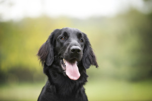 Flatcoated retriever