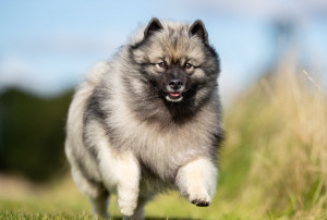 Keeshond