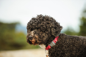 Portugisisk vattenhund