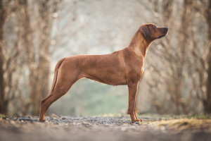 Rhodesian ridgeback