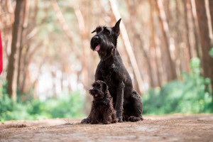 Riesenschnauzer