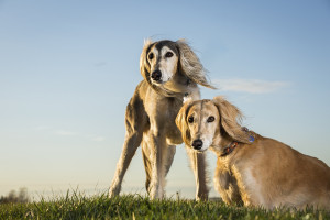 Saluki