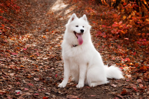 Samojedhund