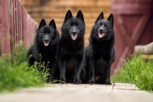 Schipperke