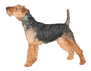 Welshterrier