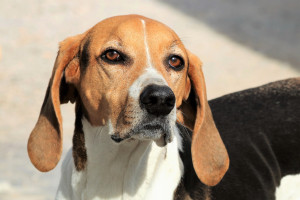 American foxhound