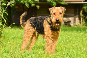 Airedaleterrier