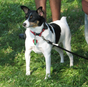 American toy fox terrier