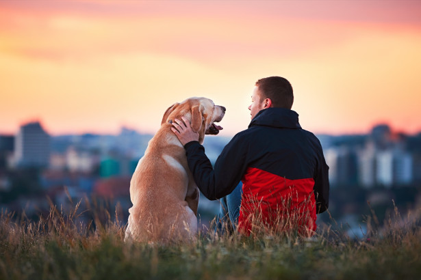 Lagar och regler som du som hundägare måste ha koll på