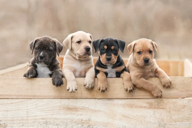 Roliga hundnamn - charmiga namn till din hund