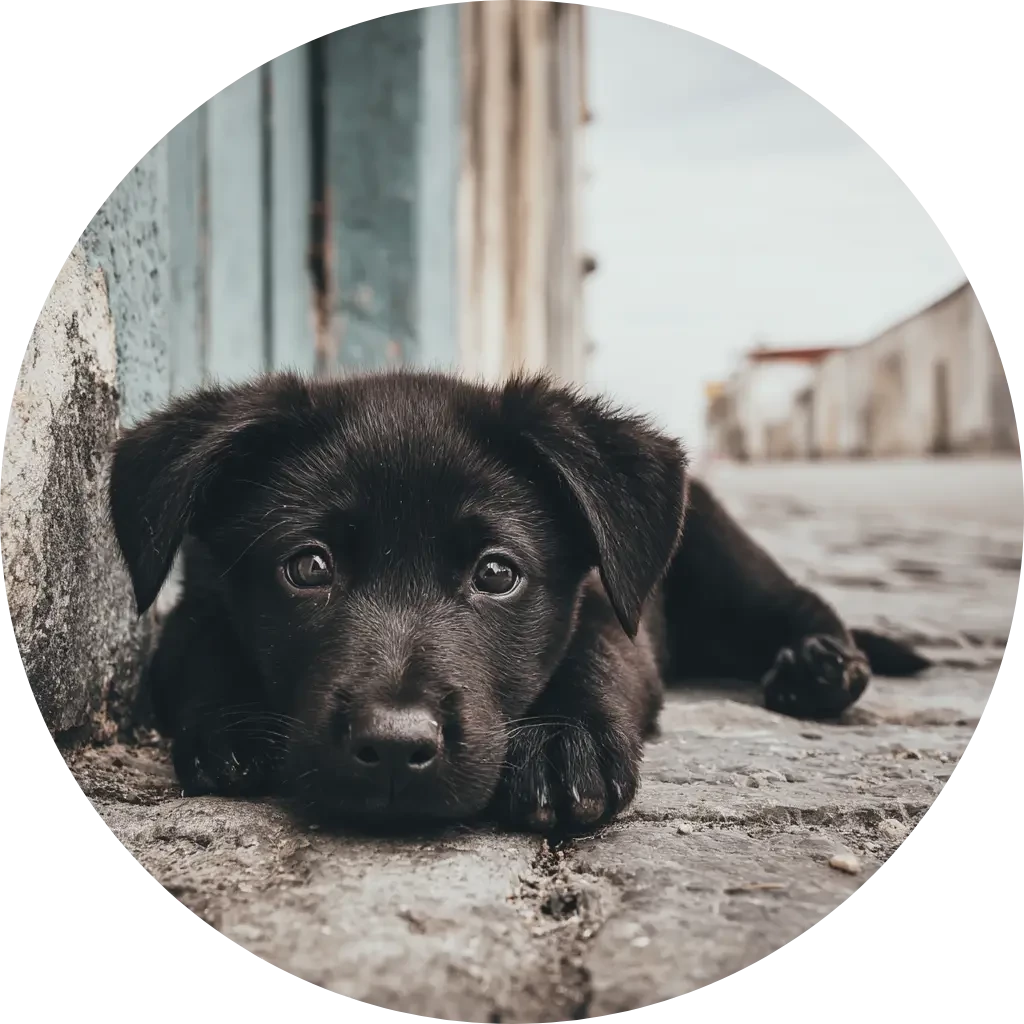 Hedvig hundförsäkring