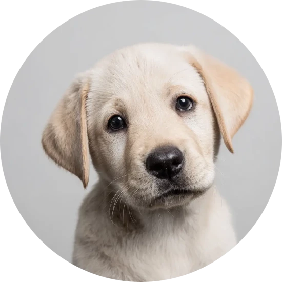 ICA Försäkring priser