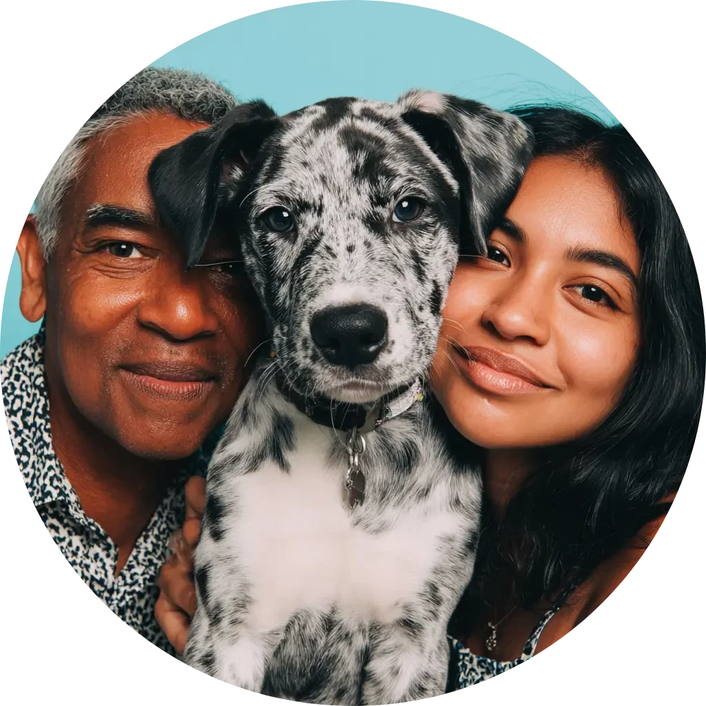 IF försäkring hundförsäkring