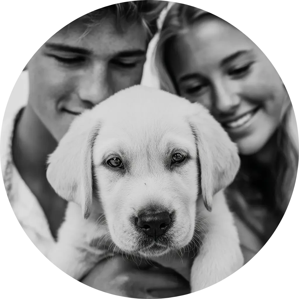 Lassie hundförsäkring