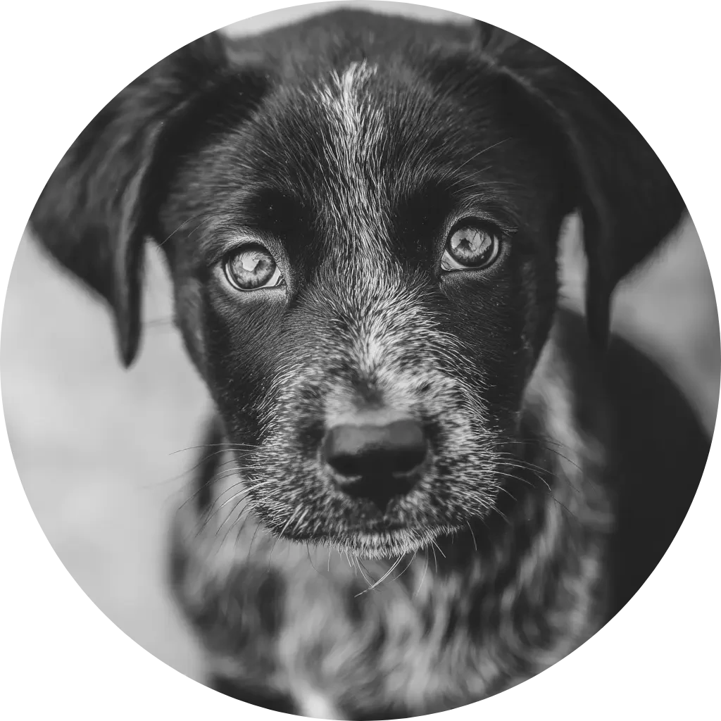 Petson hundförsäkring