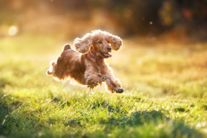 Cocker spaniel