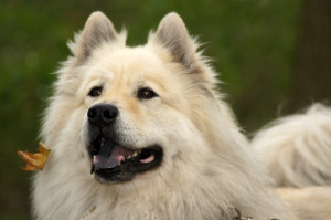 Eurasier