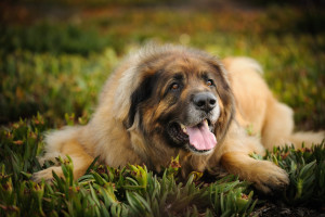 Leonberger