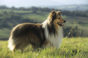 Shetland sheepdog