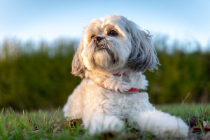 Shih tzu