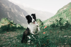 Border collie