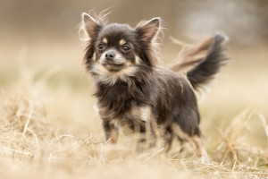 Chihuahua 