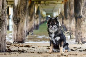 Finsk lapphund