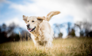 Golden retriever