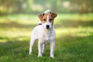 Jack russell-terrier