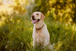 Labrador retriever