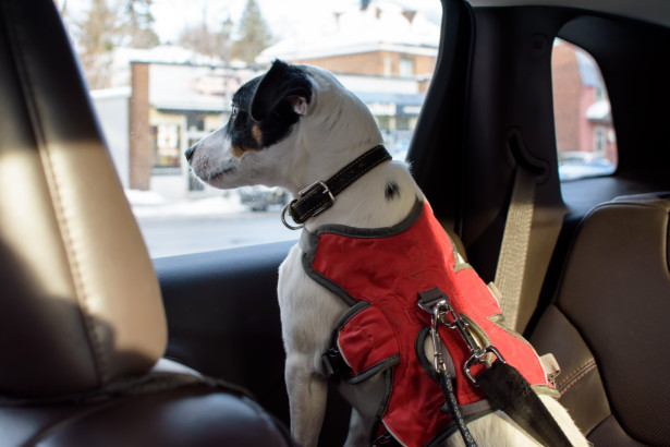 Bilsele (bilbälte) till din hund - vad ska man tänka på