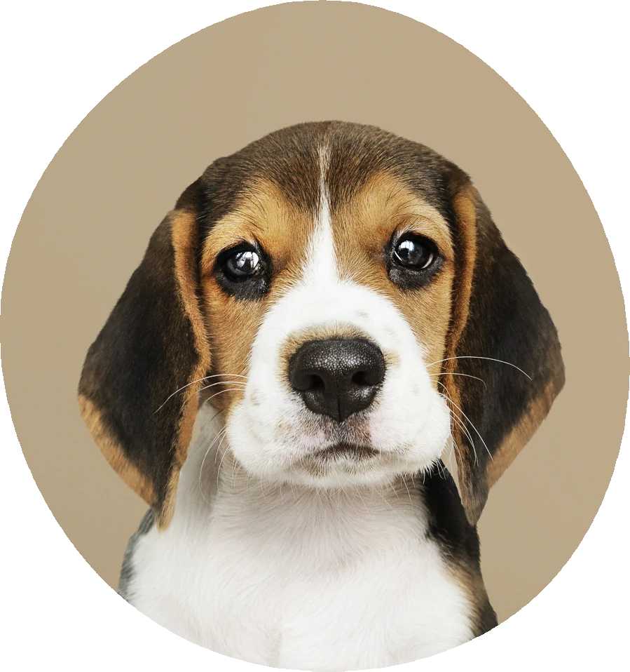 Beagle