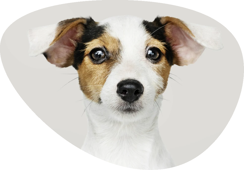 Jack russel-terrier
