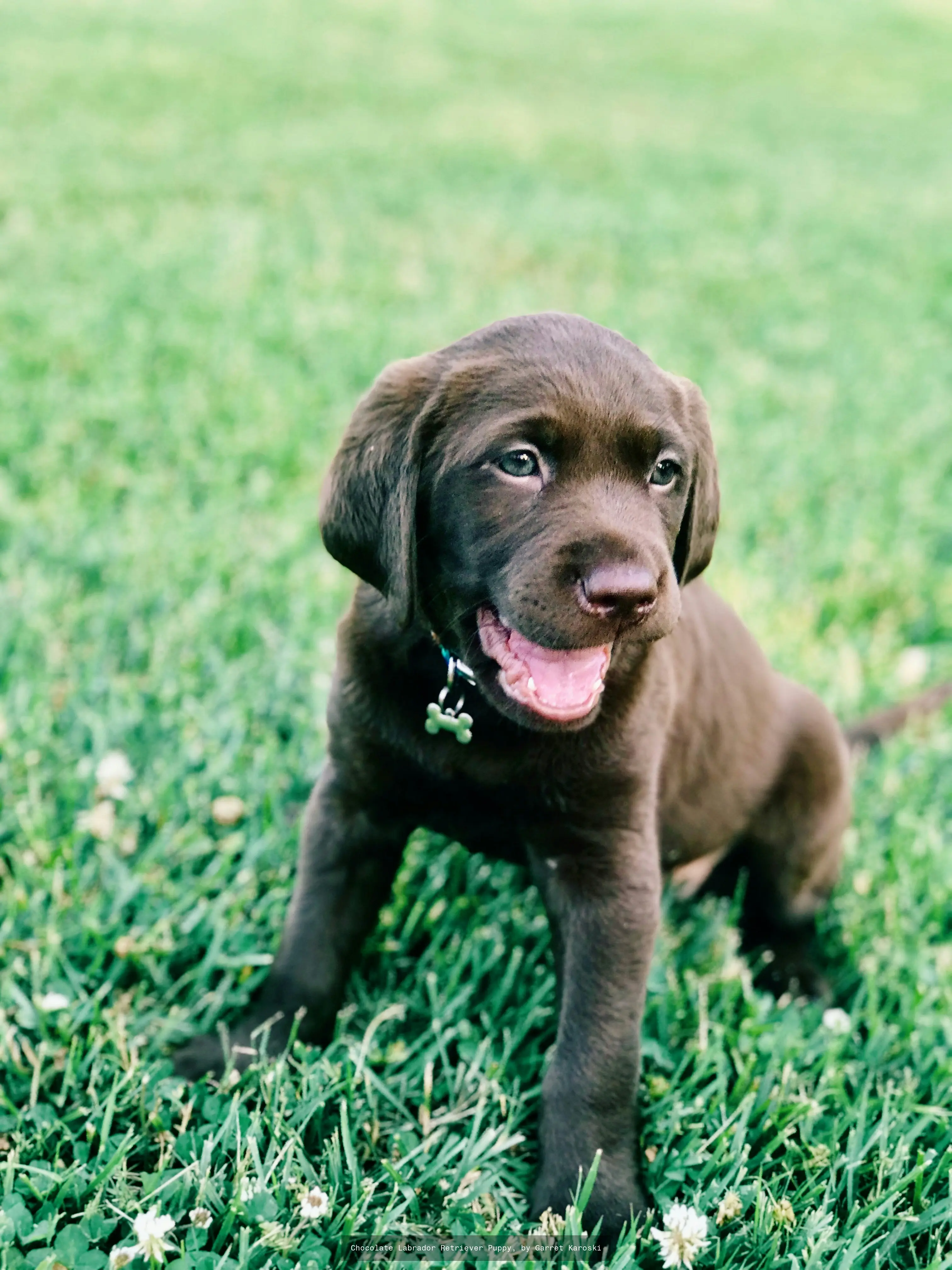 Dog & Puppy Wallpaper Extension