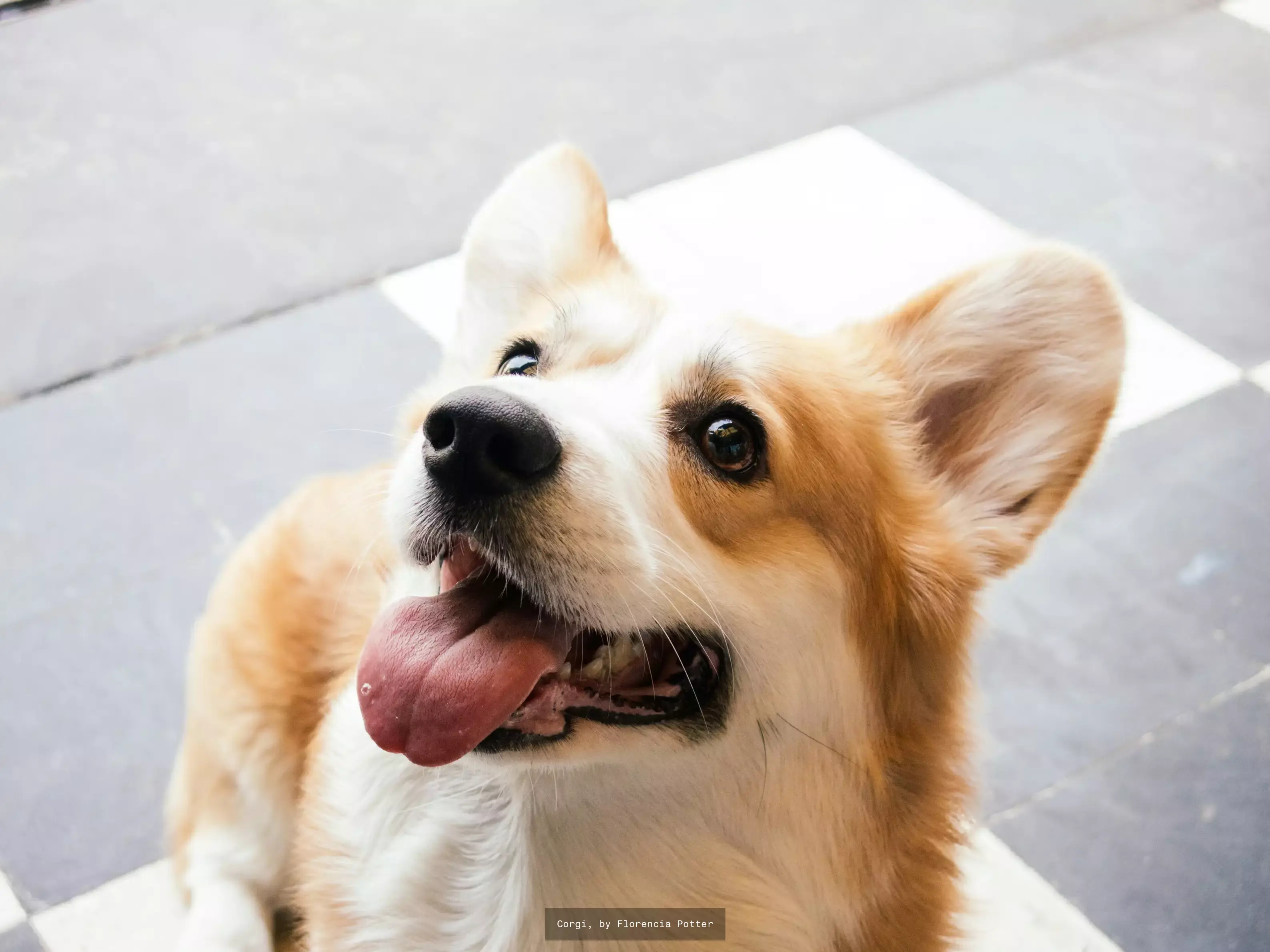 Dog & Puppy Wallpaper Extension