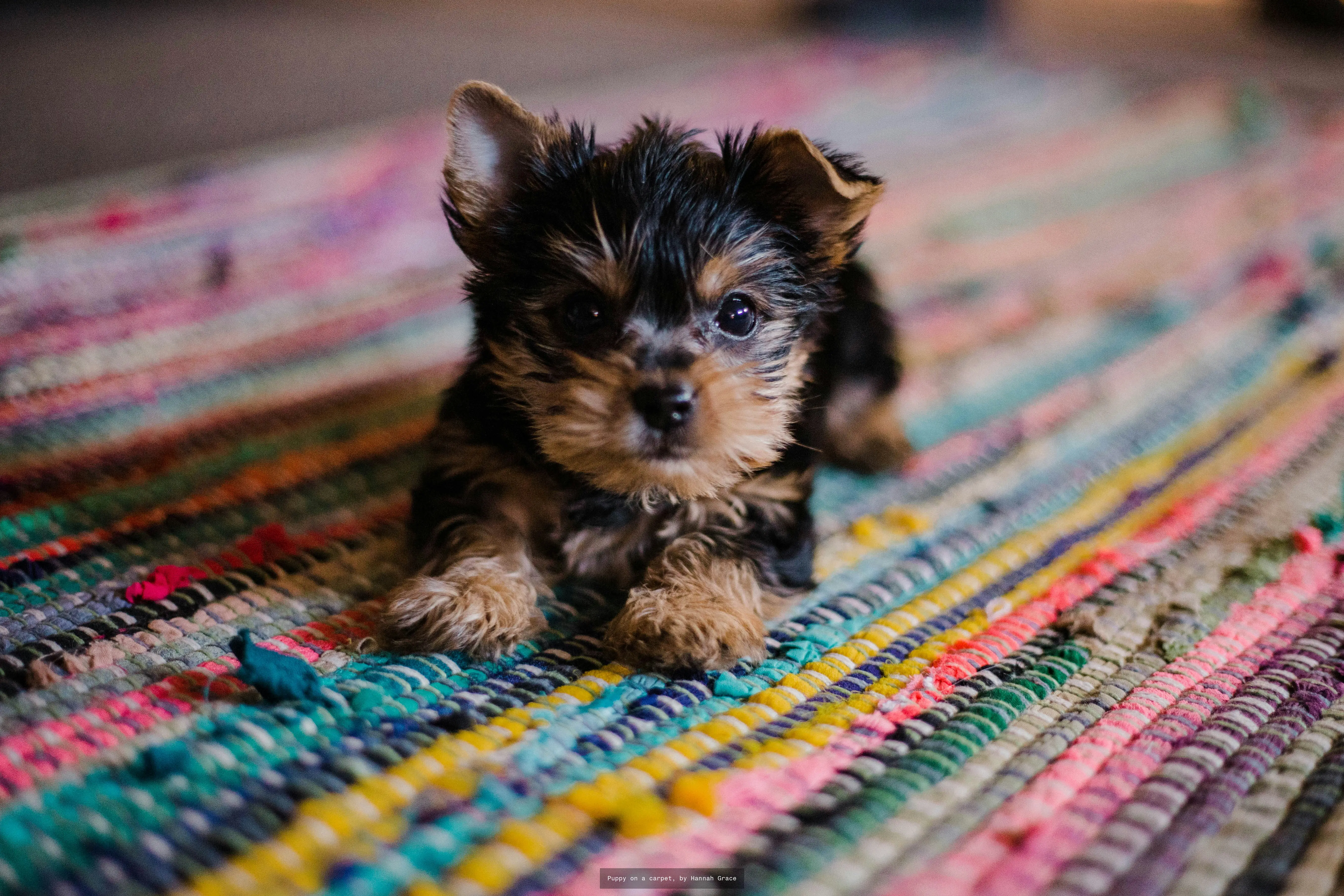 Dog & Puppy Wallpaper Extension