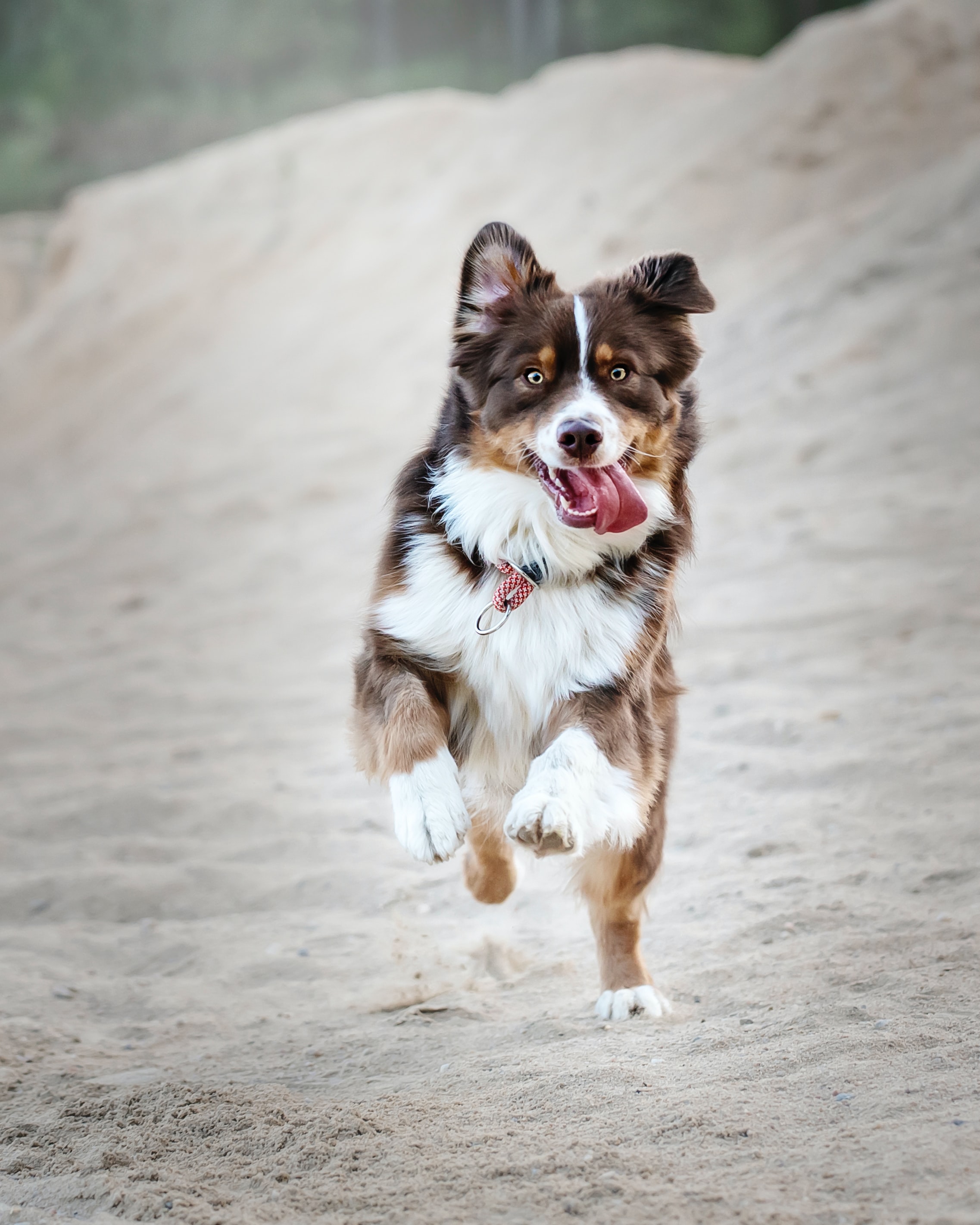 Hund springer