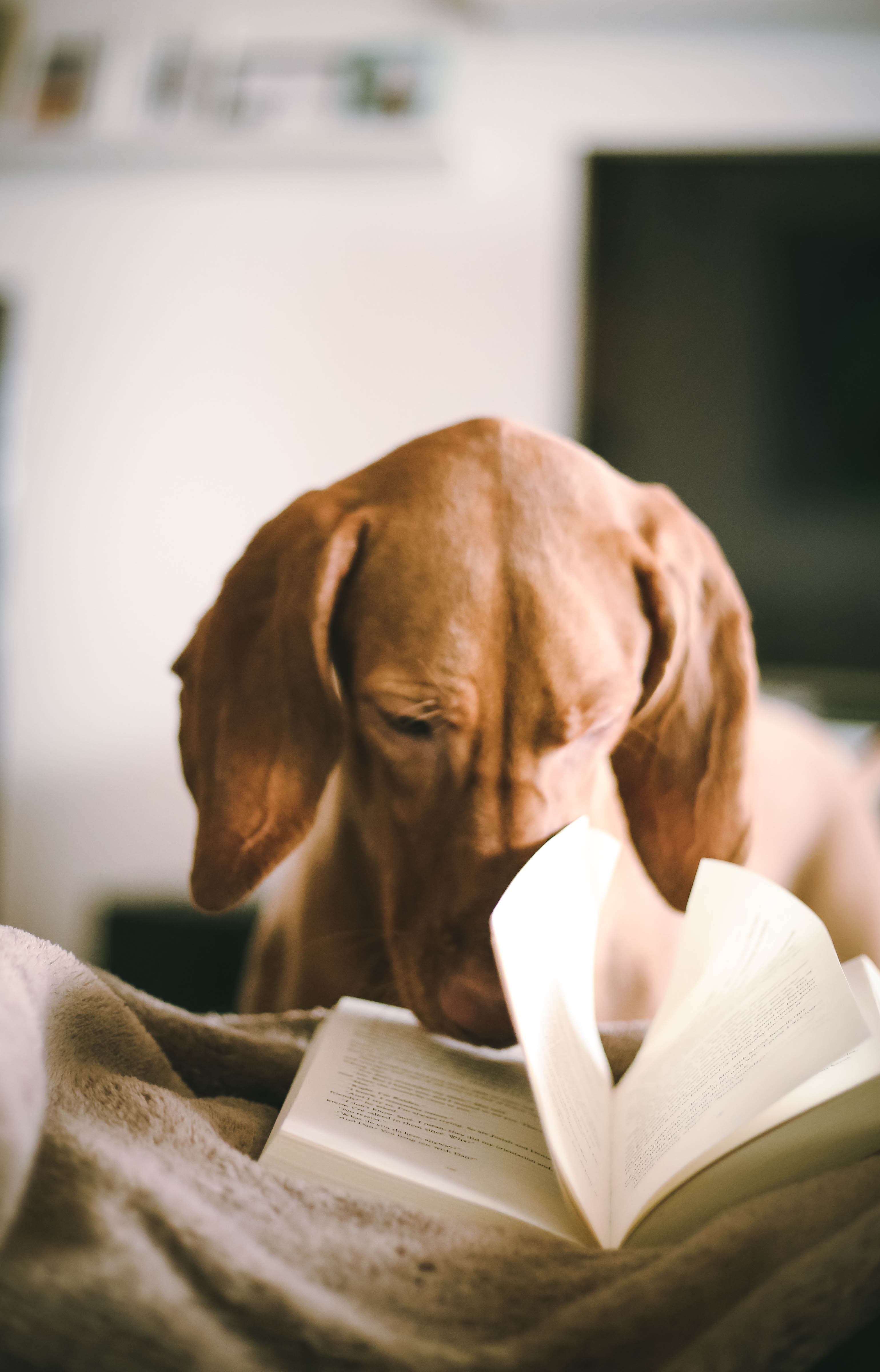 Hund som läser