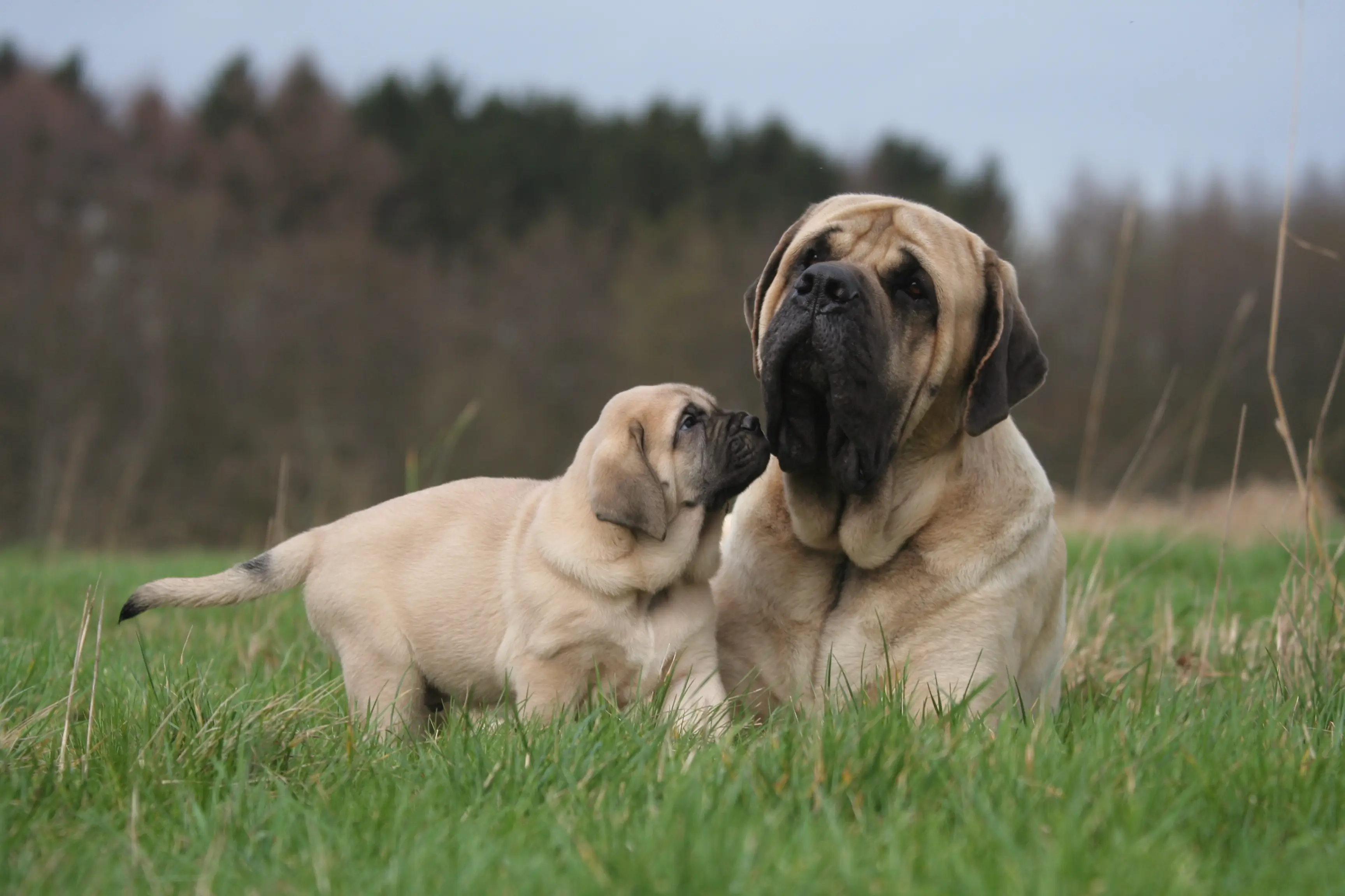 Engelsk mastiff