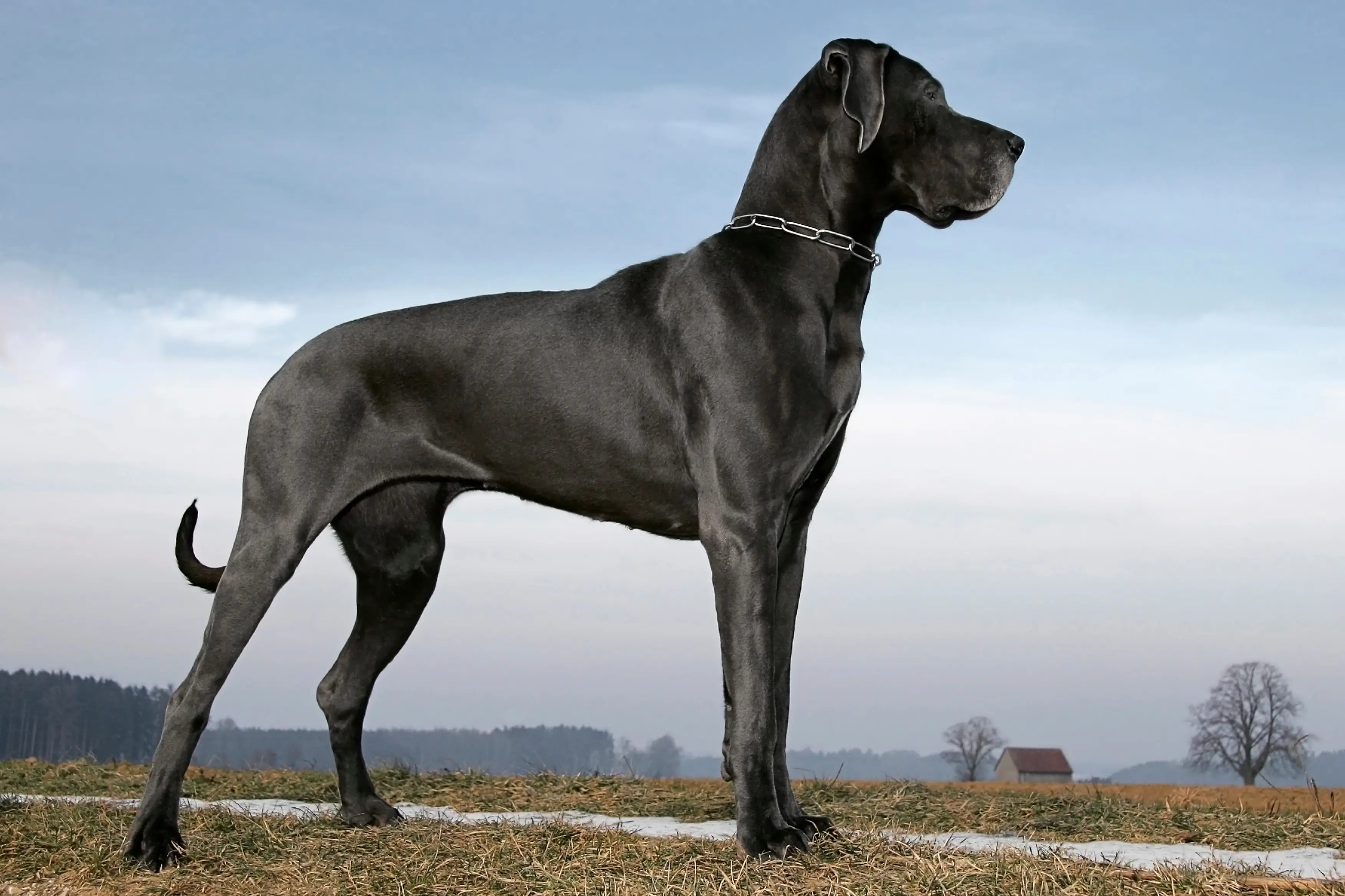 Grand danois (Great dane)