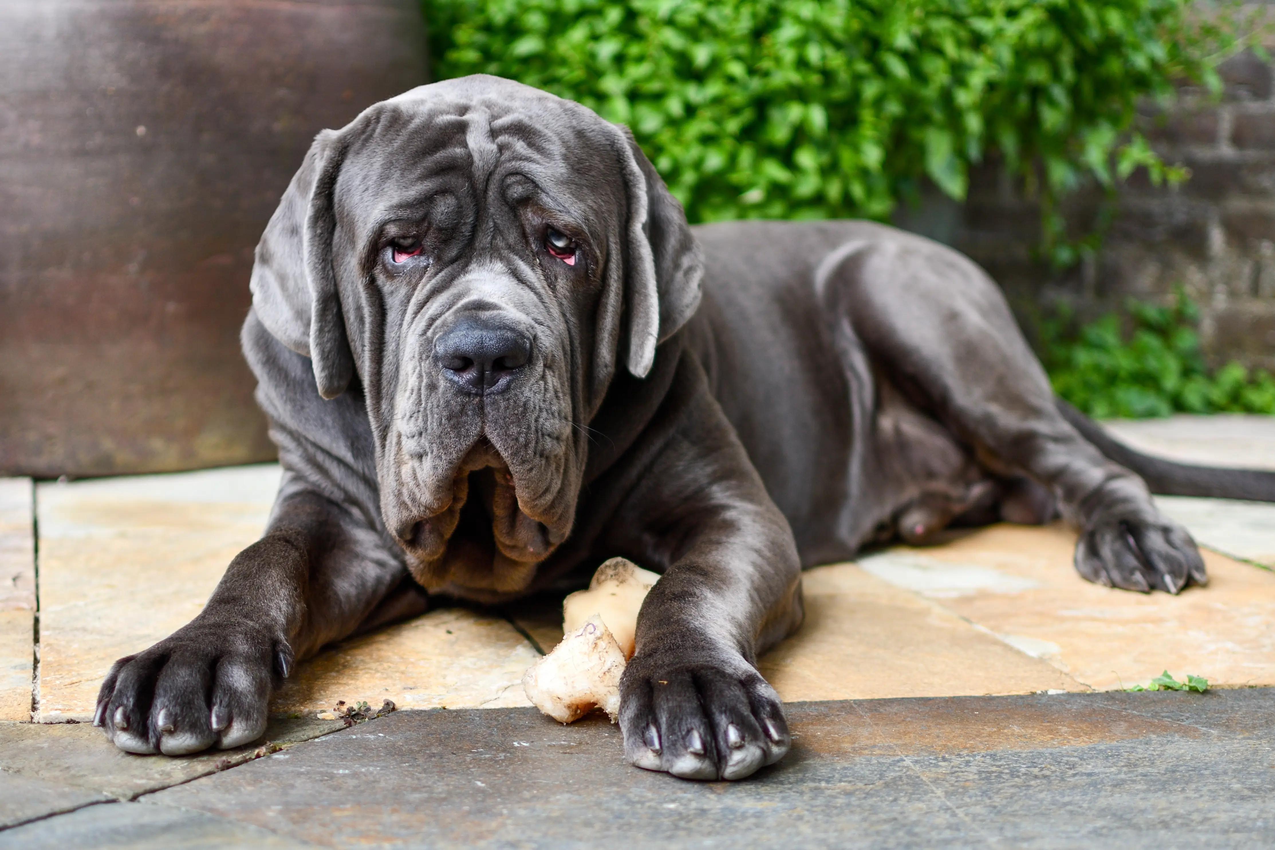 Mastino napoletano